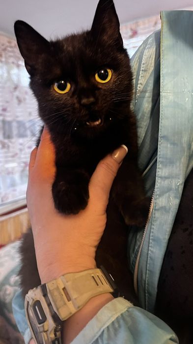 Шикарные котята бесплатно!
