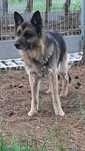 Starsza sunia w typie owczarka do adopcji