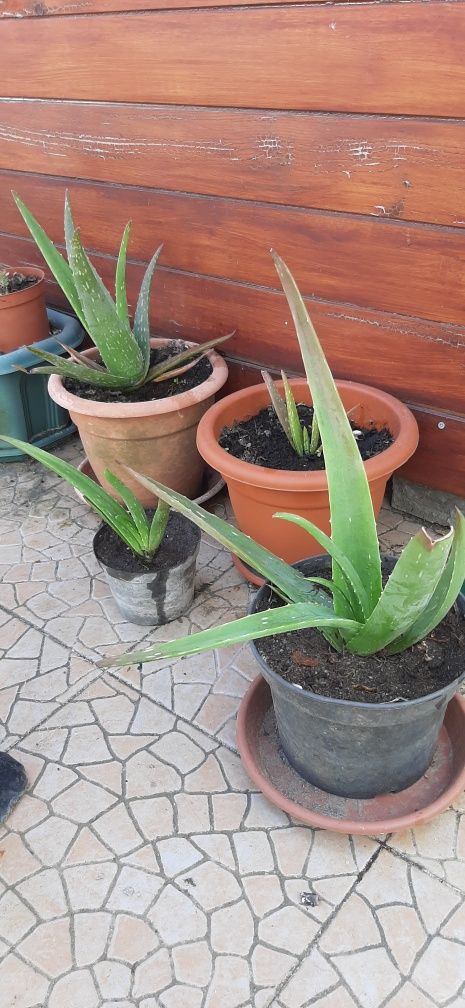 Planta Aloe Vera