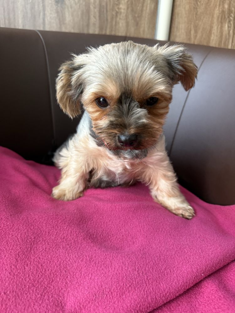 Suczka Yorkshire Terrier