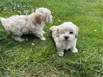 Maltipoo szczeniak z rodowodem