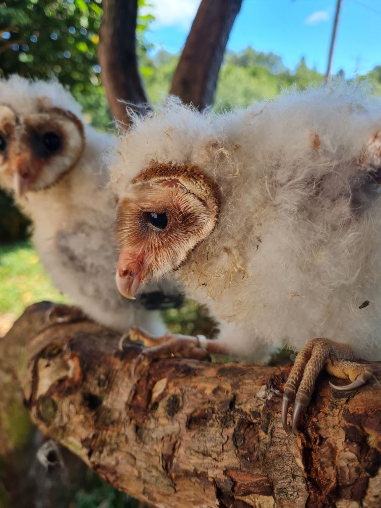 Aves para criar a mão