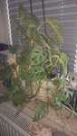 Monstera w doniczce