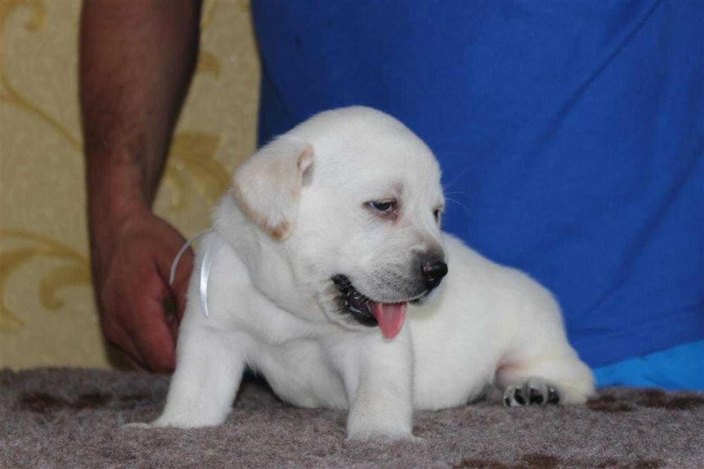 Лабрадор ретривер Щенки