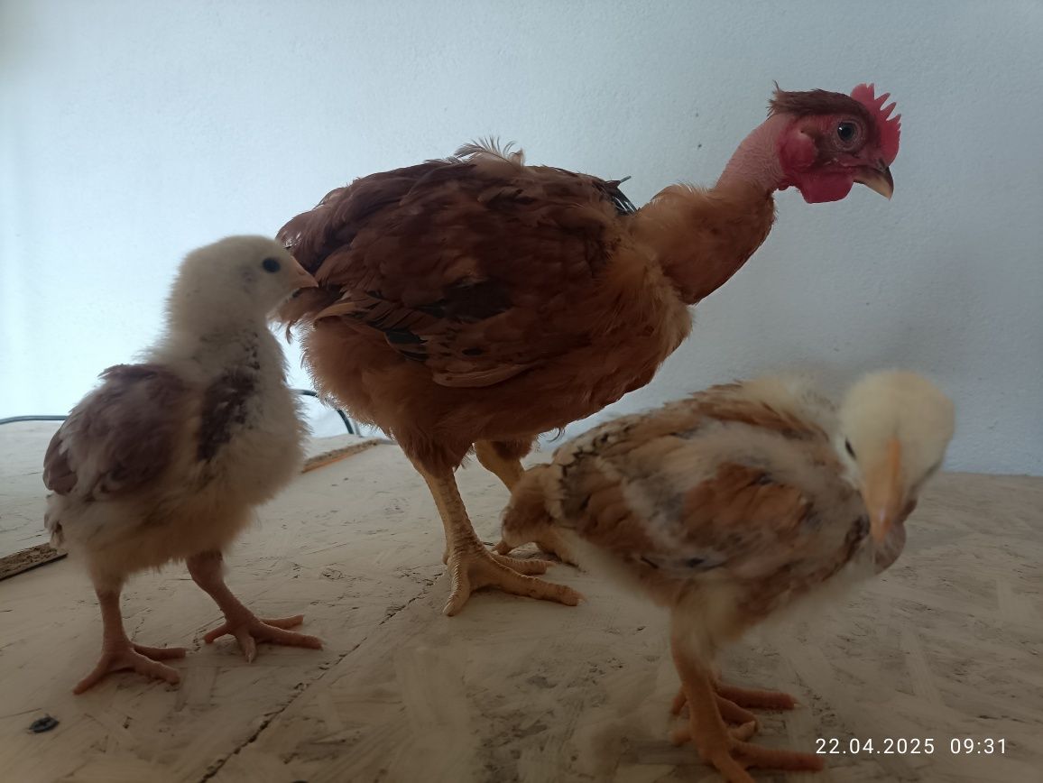Продам гусята і курчата молодняк