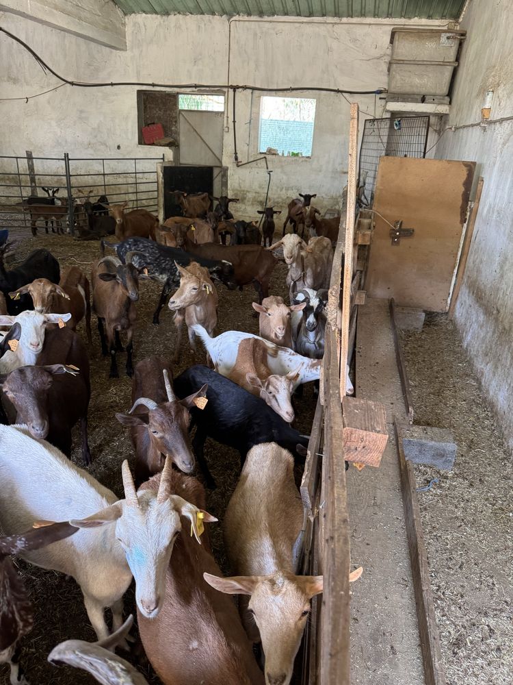 Vendo rebanho de cabras