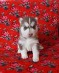 szczenięta siberian husky ZKwP - śnieżny anioł o wilczym spojrzeniu