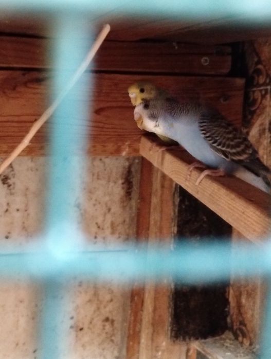 Piriquitos novos 4 a 5meses em princípio são dois casais