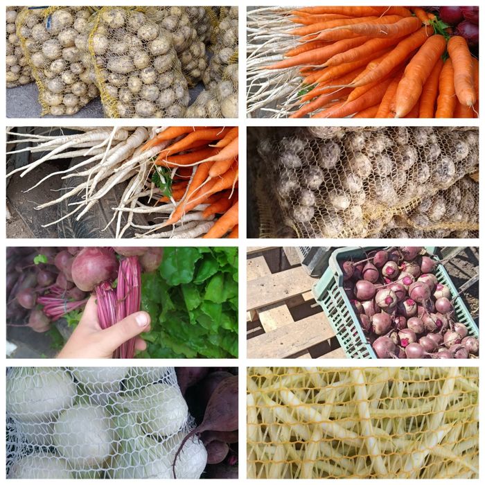 Ziemniaki Lord i inne warzywa