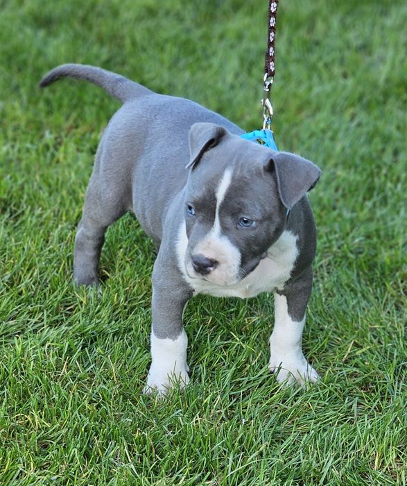 Piękny piesek amstaff