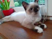 Rag kocurek ragdoll