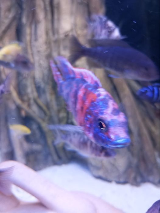 Aulonocaras calico ob