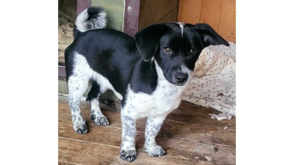 Mały (7kg), WESOŁY, przyjazny pies