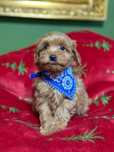 Maltipoo piękny piesek