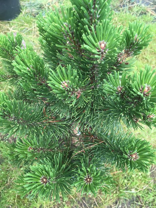 Bonsai  szczepione na pniu iglaste i liściaste  sosna katalpa klon ..