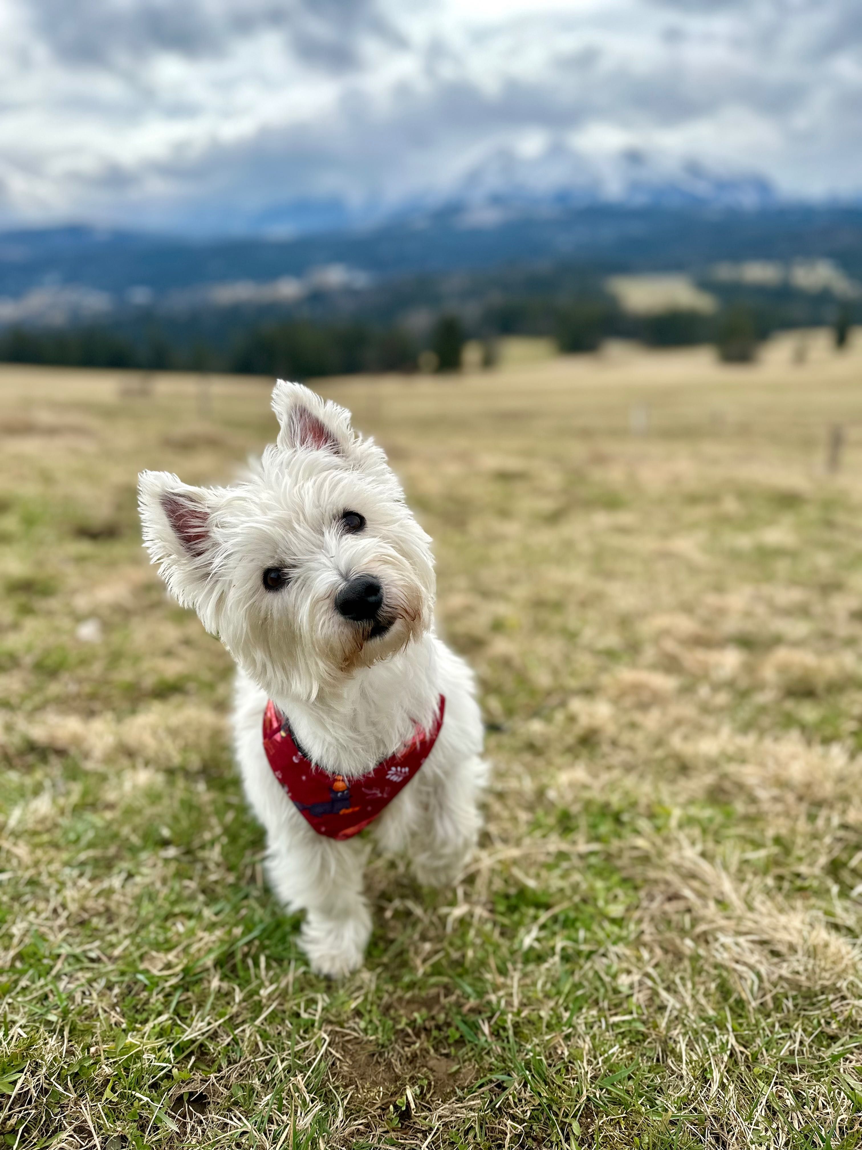 West Highland White Terrier Krycie