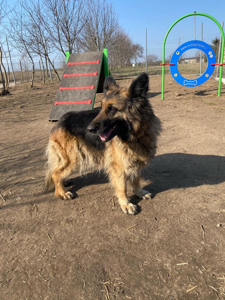 Wanda w typie owczarka długowłosego do adopcji!