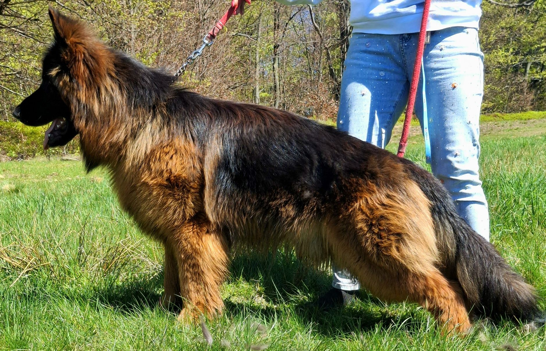 Owczarek Niemiecki masywne machoniowe