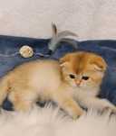 Gatinha Scottish Fold Golden Shorthair