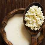 Grãos de kefir de leite