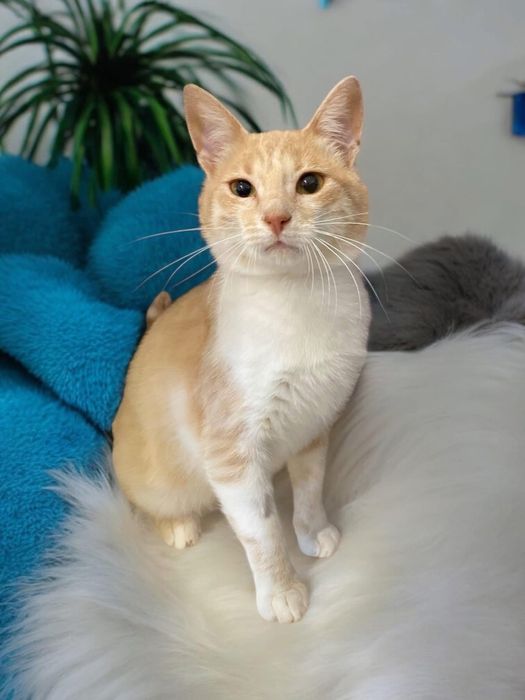 Кіт Рудік котик віком 1 рік