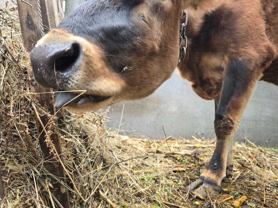 корова первістка Джерсі