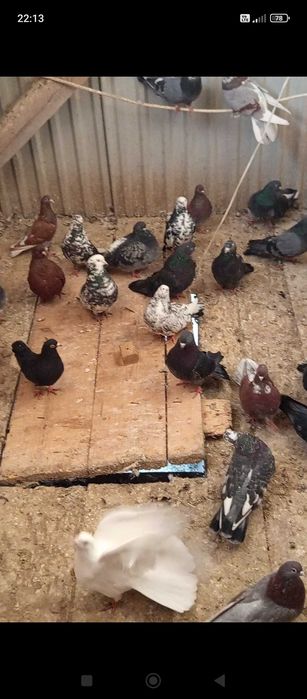 Gołębie orliki lubelskie likwidacja 80 sztuk