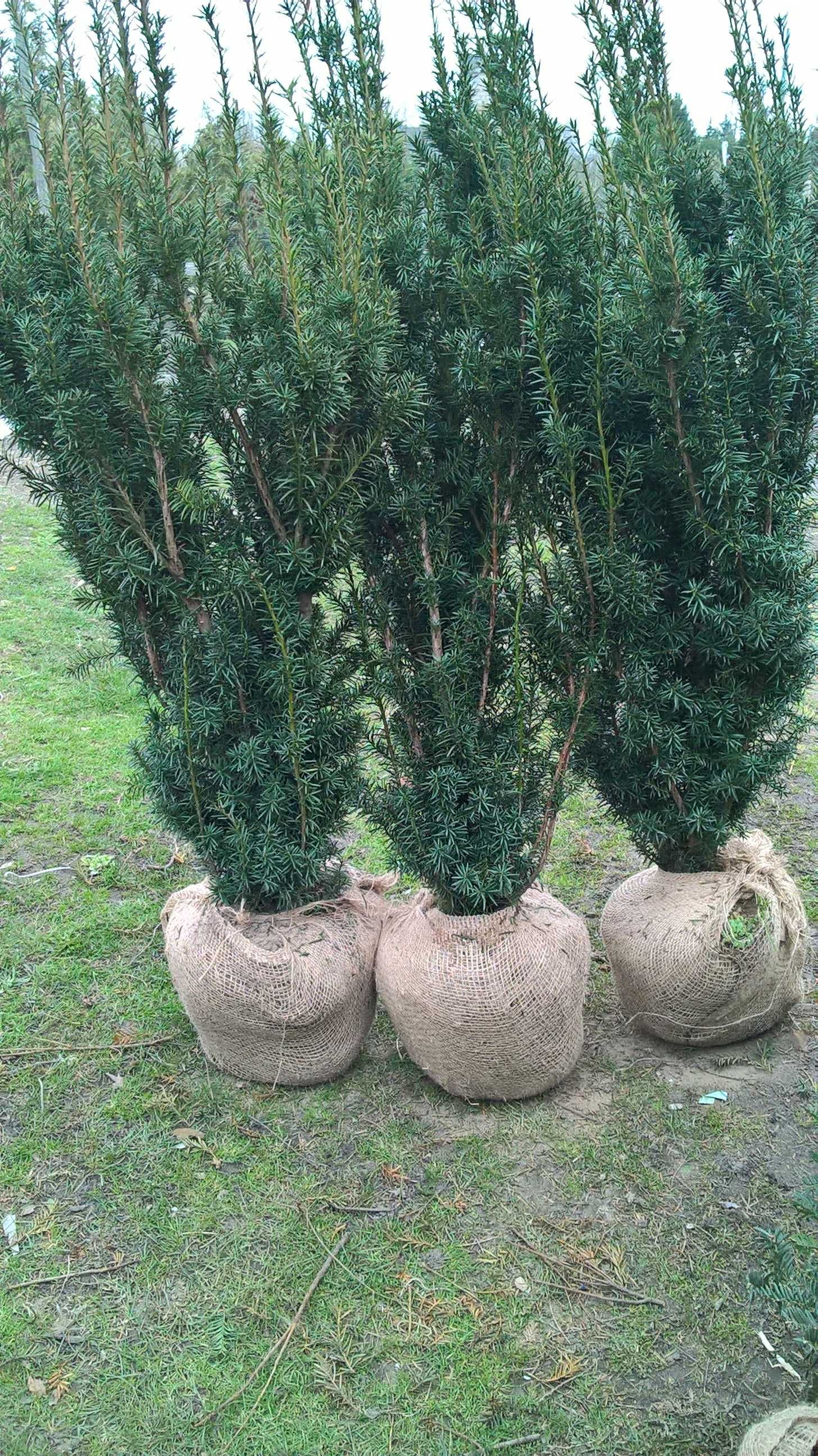 Cis Hicksii Duży Żywopłot