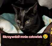 Polcia - młoda kotka skrzywdzona przez człowieka :(