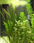 Principiantes - Lote de Peixes ou Lote de plantas fáceis para aquário