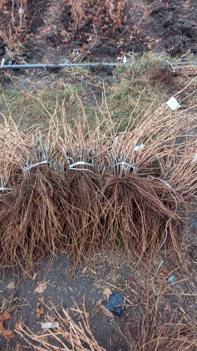 Саджанці винограду опт