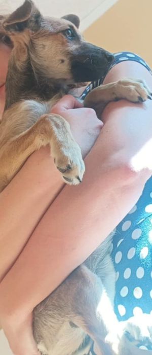 Kilkumiesięczna suczka do wydania