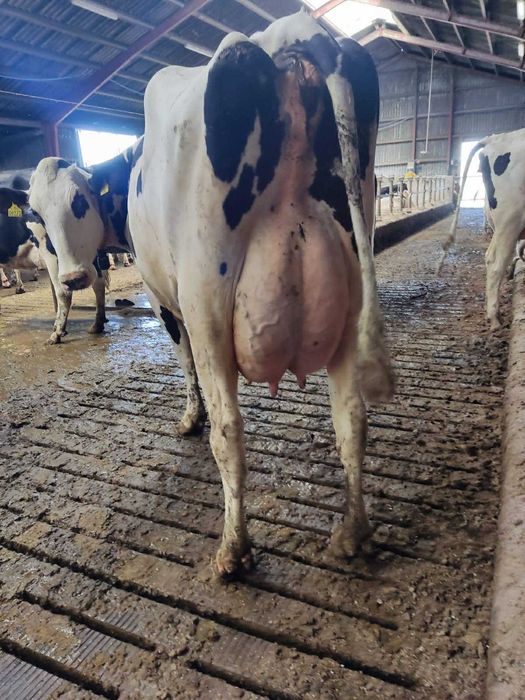 Nowa dostawa krów z CZECH- 28.11 (piątek)