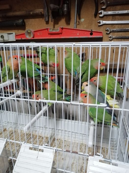 Vendo agraponis deste ano