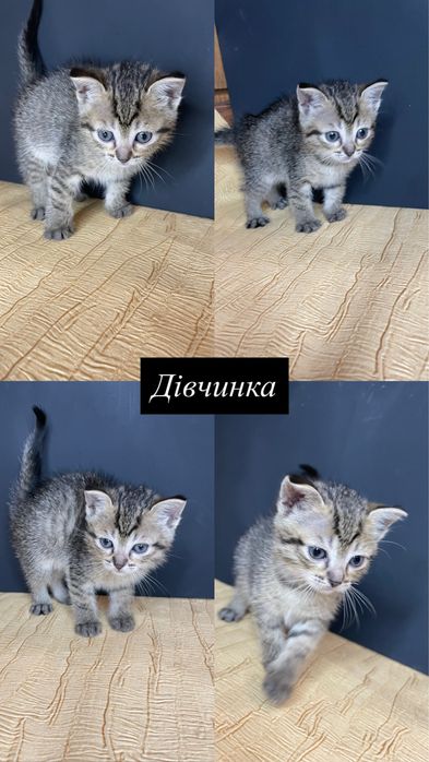 Шотландські кошенята