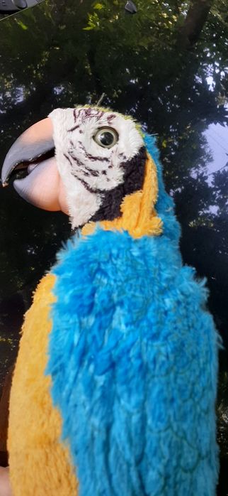 Игрушка попугай говорящий