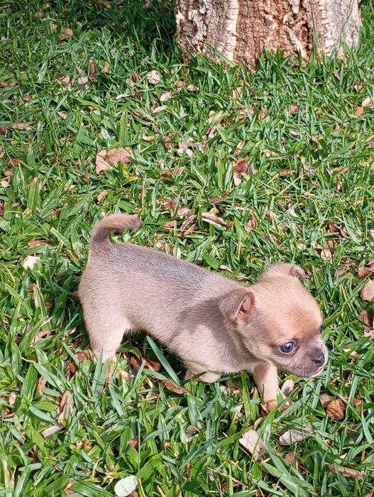 Macho chihuahua mini