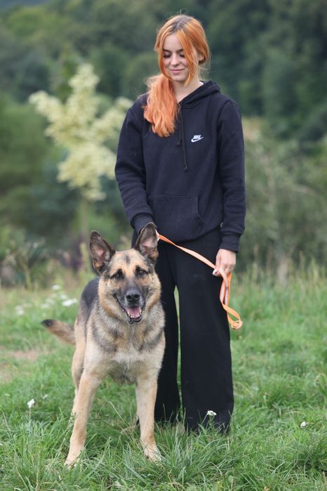 Owczarek niemiecki szuka domu