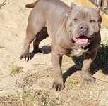 Pies Amstaff blekitny
