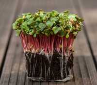 Microgreen Rabanete Red Rambo microvegetais