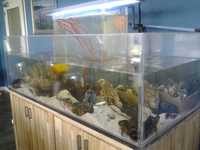 Akwarium morskie 1000L z akrylu z dębową szafką, chłodziarką i firlami