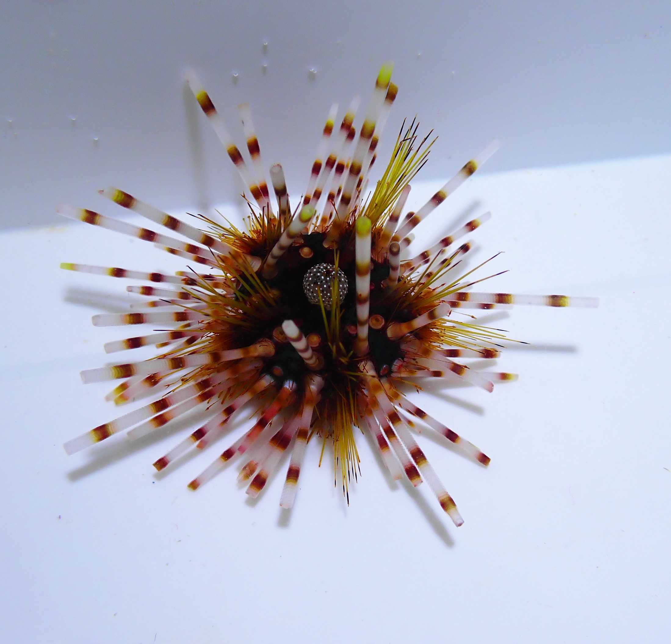 Echinothrix calamaris