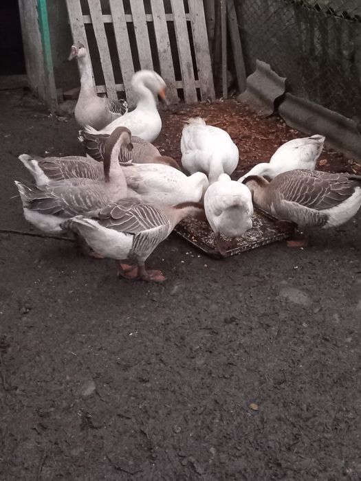 Продаються молоді гуси