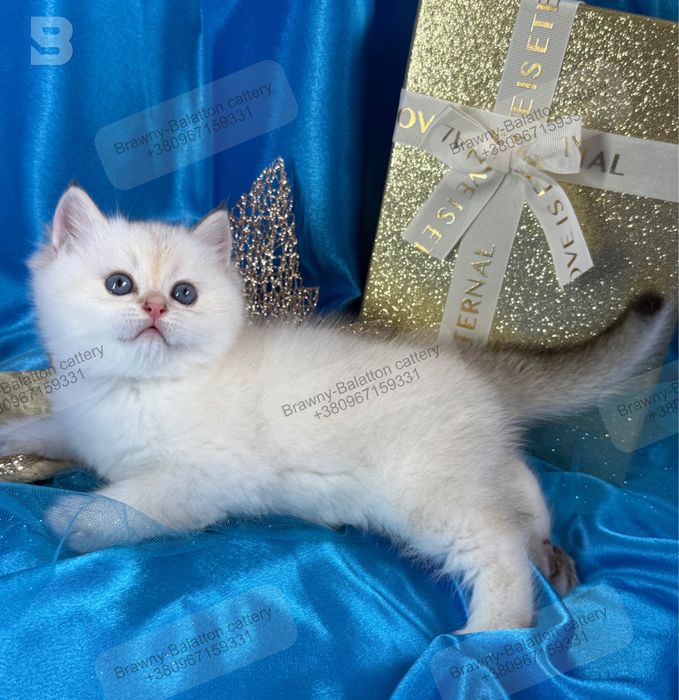 Золота шиншила поинт