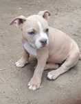 American Bully Standard