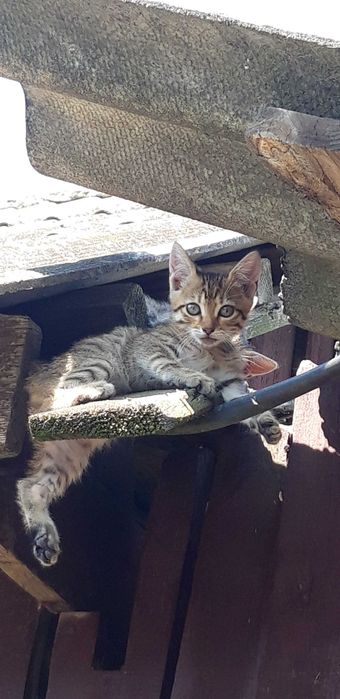 Котенята в добрі руки