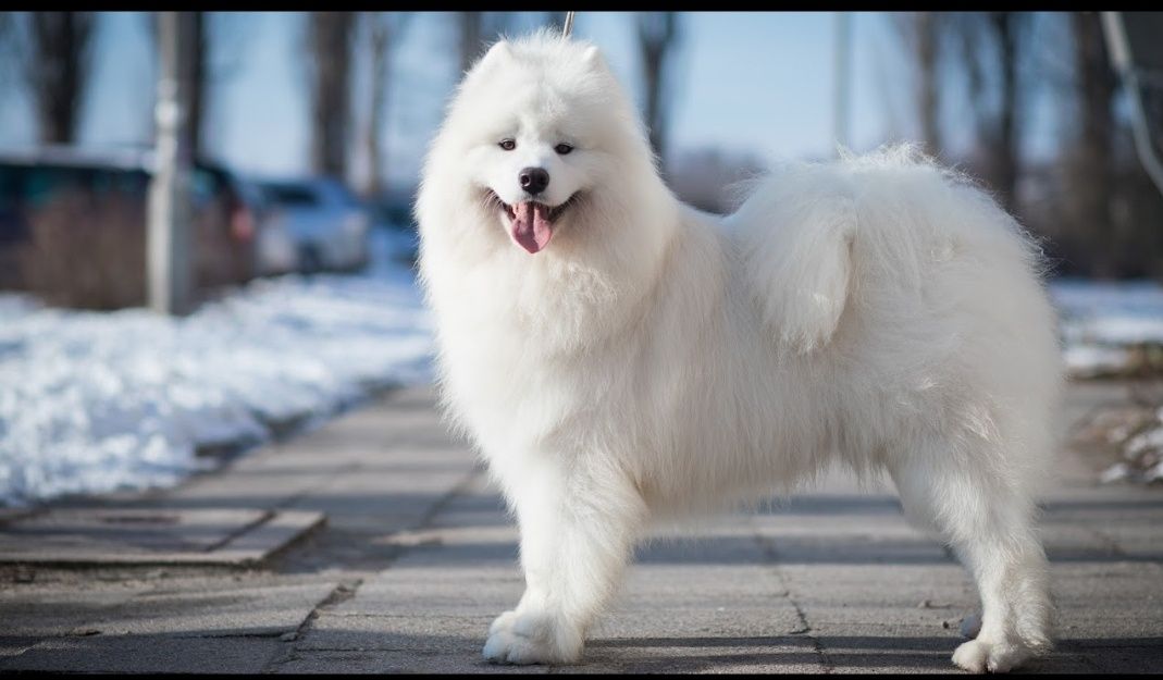 Szczeniak samoyed FCI DZIEWCZYNKA