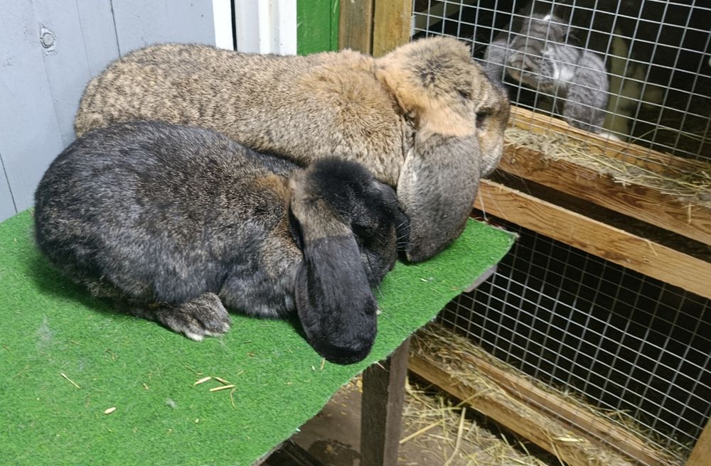 Parka baran francuski