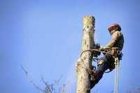 ПОКОС ТРАВИ Спилювання дерев Подріблення гілок Благоустрій територій