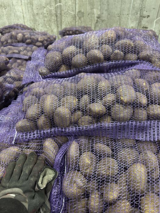 продам Картоплю від фермера